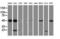 Protein kinase C and casein kinase substrate in neurons protein 3 antibody, LS-C172532, Lifespan Biosciences, Western Blot image 