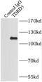 Tudor Domain Containing 5 antibody, FNab08579, FineTest, Immunoprecipitation image 