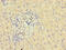 Glycosyltransferase 8 Domain Containing 1 antibody, CSB-PA715010LA01HU, Cusabio, Immunohistochemistry frozen image 