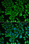 Arginyl-tRNA synthetase, cytoplasmic antibody, 22-116, ProSci, Immunofluorescence image 