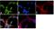 Microtubule Associated Protein Tau antibody, GTX24841, GeneTex, Immunocytochemistry image 