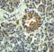 Zinc transporter 8 antibody, 8485, ProSci Inc, Immunohistochemistry paraffin image 