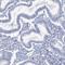 Methyltransferase Like 7B antibody, HPA038644, Atlas Antibodies, Immunohistochemistry frozen image 