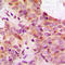 Microtubule Associated Protein Tau antibody, LS-C356200, Lifespan Biosciences, Immunohistochemistry frozen image 