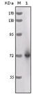 HRP antibody, abx015753, Abbexa, Enzyme Linked Immunosorbent Assay image 