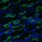 Aquaporin 3 (Gill Blood Group) antibody, NBP1-97927, Novus Biologicals, Immunofluorescence image 