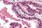 DNA Fragmentation Factor Subunit Alpha antibody, MBS240364, MyBioSource, Immunohistochemistry frozen image 