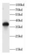 YJU2 Splicing Factor Homolog antibody, FNab01373, FineTest, Western Blot image 