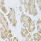 Histone Deacetylase 4 antibody, LS-C746719, Lifespan Biosciences, Immunohistochemistry frozen image 