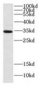 Dynein Axonemal Light Intermediate Chain 1 antibody, FNab02473, FineTest, Western Blot image 