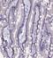 Mucin-13 antibody, NBP1-92147, Novus Biologicals, Immunohistochemistry frozen image 
