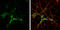 SH3 Domain Containing GRB2 Like 1, Endophilin A2 antibody, GTX133333, GeneTex, Immunofluorescence image 