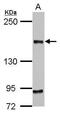 Centrosomal protein of 164 kDa antibody, GTX70096, GeneTex, Western Blot image 