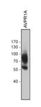Arginine Vasopressin Receptor 1A antibody, 711640, Invitrogen Antibodies, Western Blot image 