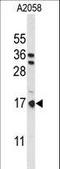 Parathymosin antibody, LS-C162290, Lifespan Biosciences, Western Blot image 