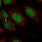 KIAA1143 antibody, HPA061799, Atlas Antibodies, Immunofluorescence image 