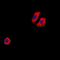 Cysteinyl Leukotriene Receptor 1 antibody, orb319082, Biorbyt, Immunofluorescence image 