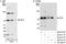 MLLT3 Super Elongation Complex Subunit antibody, A300-596A, Bethyl Labs, Western Blot image 