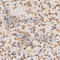 Histone Cluster 3 H3 antibody, A2365, ABclonal Technology, Immunohistochemistry paraffin image 