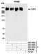 Chromodomain Helicase DNA Binding Protein 4 antibody, A301-082A, Bethyl Labs, Immunoprecipitation image 