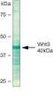Wnt Family Member 3 antibody, 39-0300, Invitrogen Antibodies, Western Blot image 