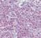 Delta1 antibody, PA5-23457, Invitrogen Antibodies, Immunohistochemistry paraffin image 