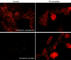 Cadherin 2 antibody, CP1951, ECM Biosciences, Immunocytochemistry image 