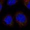 LETM1 domain-containing protein 1 antibody, HPA074361, Atlas Antibodies, Immunofluorescence image 