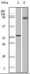 B-Raf Proto-Oncogene, Serine/Threonine Kinase antibody, orb88935, Biorbyt, Western Blot image 