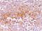 Premelanosome Protein antibody, orb388651, Biorbyt, Immunohistochemistry paraffin image 
