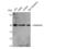Histone Deacetylase 3 antibody, STJ95704, St John