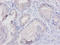 Cytochrome C, Somatic antibody, A53400-100, Epigentek, Immunohistochemistry paraffin image 