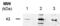 Prune Exopolyphosphatase 1 antibody, ALX-804-823-C050, Enzo Life Sciences, Western Blot image 