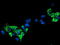 Sirtuin 5 antibody, TA503232, Origene, Immunofluorescence image 