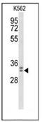 WD Repeat Domain 83 antibody, AP52729PU-N, Origene, Western Blot image 