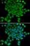 Neural Precursor Cell Expressed, Developmentally Down-Regulated 9 antibody, orb167180, Biorbyt, Immunofluorescence image 