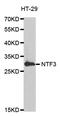 Neurotrophin 3 antibody, LS-C332405, Lifespan Biosciences, Western Blot image 