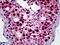 NIMA Related Kinase 2 antibody, 51-771, ProSci, Immunohistochemistry frozen image 