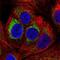 Peptidase, Mitochondrial Processing Alpha Subunit antibody, NBP2-57169, Novus Biologicals, Immunofluorescence image 