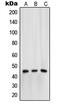 Opioid Receptor Mu 1 antibody, MBS820258, MyBioSource, Western Blot image 