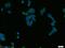 Peptidyl Arginine Deiminase 2 antibody, 12110-1-AP, Proteintech Group, Immunofluorescence image 