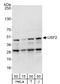 Upstream stimulatory factor 2 antibody, A303-541A, Bethyl Labs, Western Blot image 