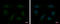 PIN2 antibody, GTX70304, GeneTex, Immunofluorescence image 