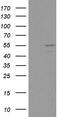 DEAD-Box Helicase 6 antibody, MA5-26662, Invitrogen Antibodies, Western Blot image 