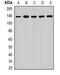 Exportin-5 antibody, orb341182, Biorbyt, Western Blot image 
