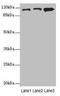 Mov10 RISC Complex RNA Helicase antibody, orb36602, Biorbyt, Western Blot image 