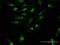 FRA2 antibody, H00002355-B01P, Novus Biologicals, Immunofluorescence image 