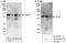 Sterol regulatory element-binding protein cleavage-activating protein antibody, A303-554A, Bethyl Labs, Western Blot image 