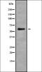 Ubiquitin Specific Peptidase 17 Like Family Member 1 antibody, orb338780, Biorbyt, Western Blot image 