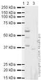 Neuronal Differentiation 1 antibody, ab16508, Abcam, Western Blot image 
